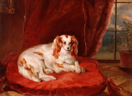 A Cavalier King Charles Spaniel Lying on a Red Cushion od Arthur J. Stark