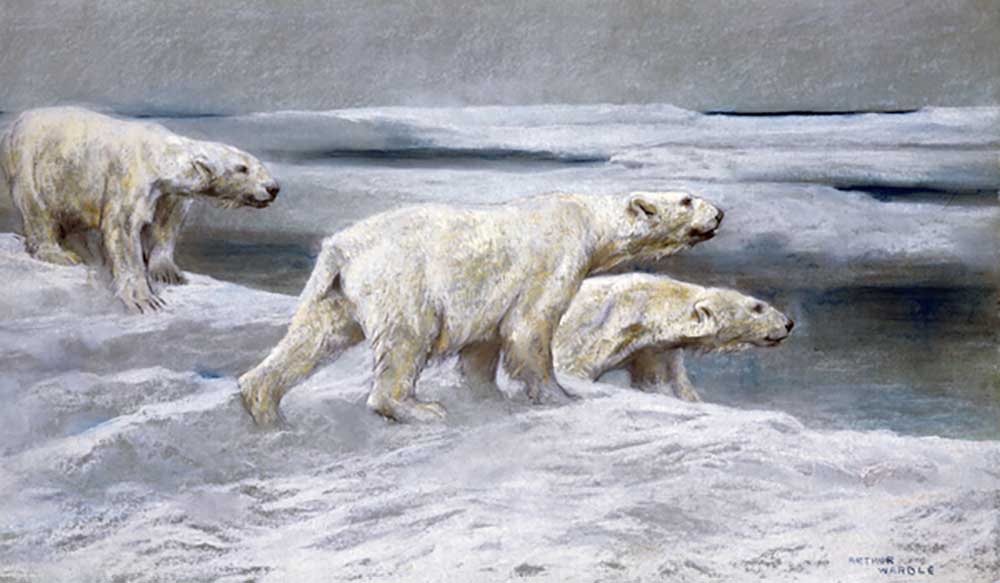 Polar Bears, c.1900 od Arthur Wardle