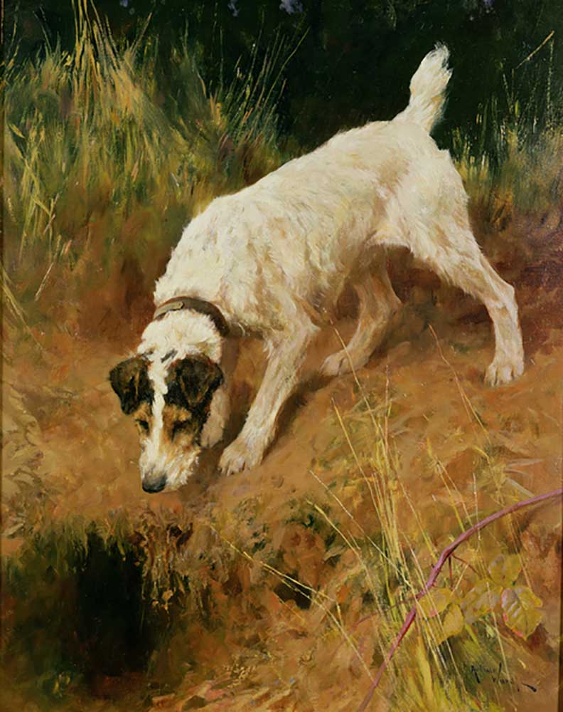Fox Terrier od Arthur Wardle