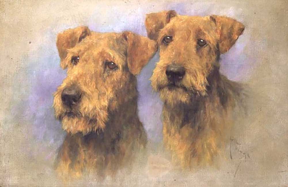 Portrait of Two Lakeland Terriers od Arthur Wardle