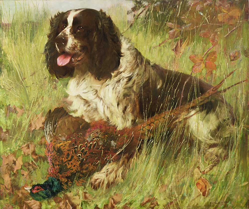 Springer Spaniel with Pheasant od Arthur Wardle