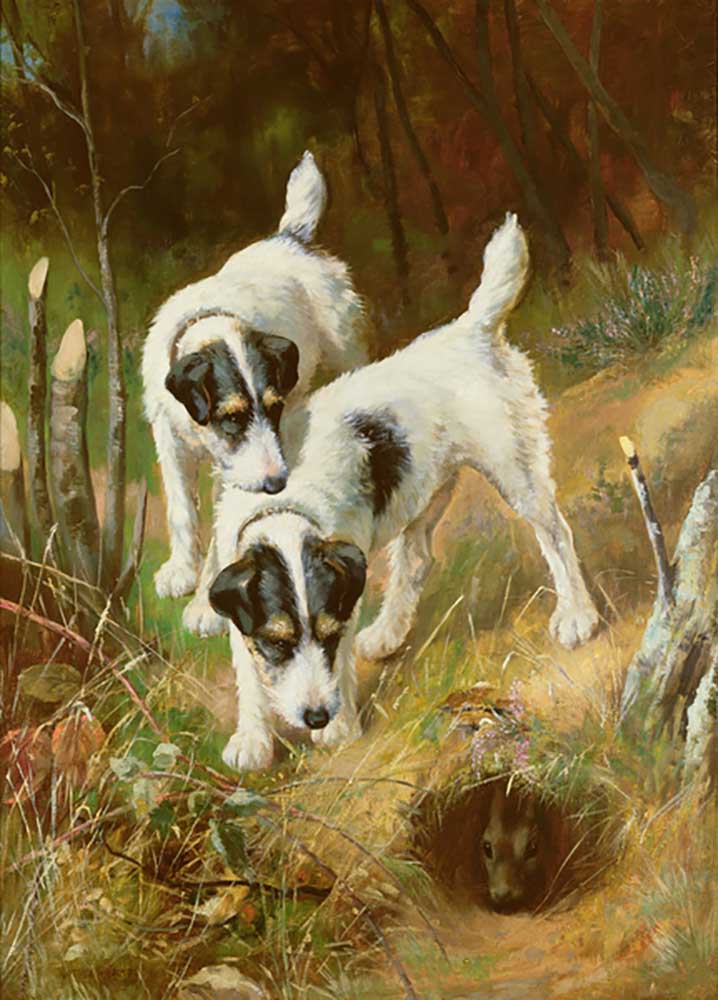 Terriers Rabbiting od Arthur Wardle