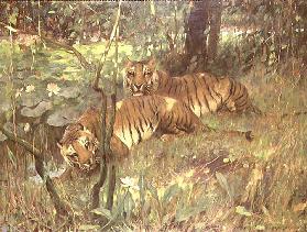 Tigers Resting in Tropical Forest by a River