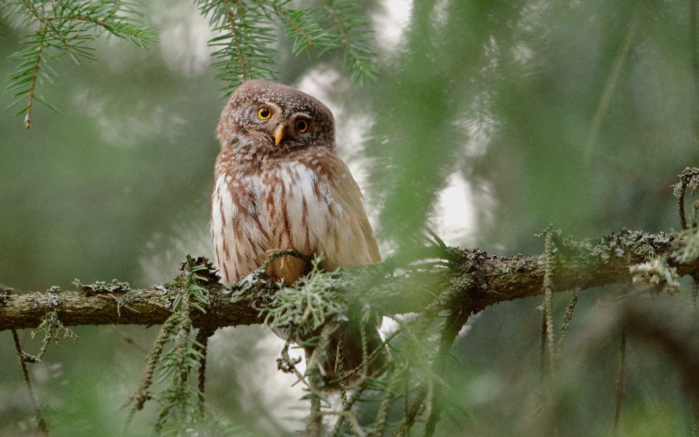 Pygmy Owl od Assaf Gavra