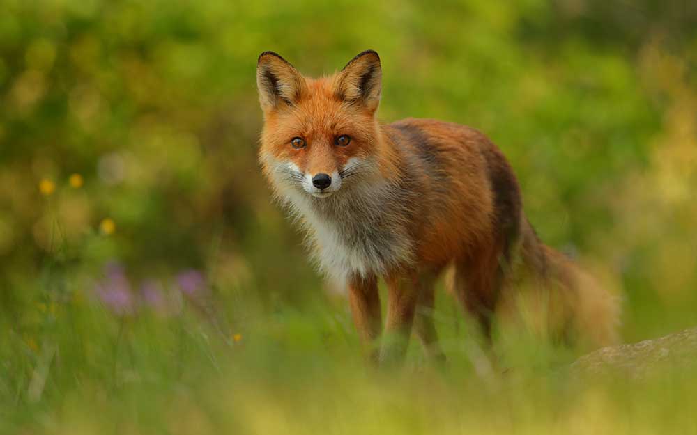 Red Fox Lady od Assaf Gavra