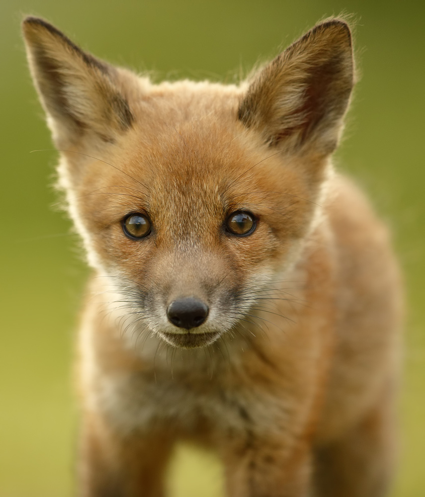 Red Fox Cub od Assaf Gavra