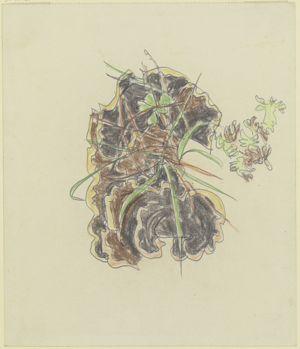 Study of plants od August Babberger