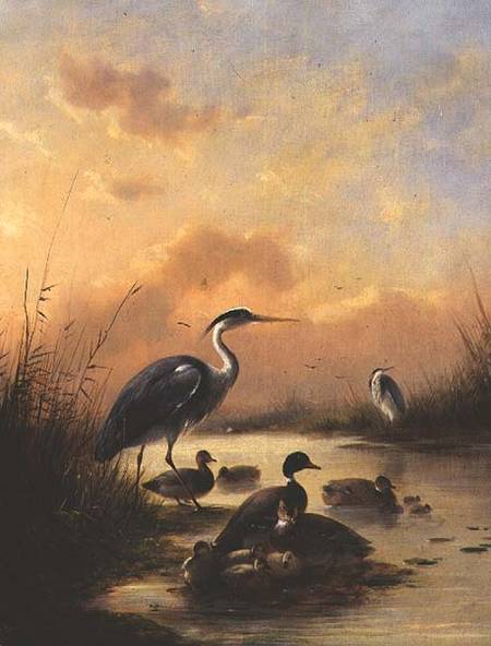 A family of Mallard and two Herons (pair of 77887) od Augustus Knip