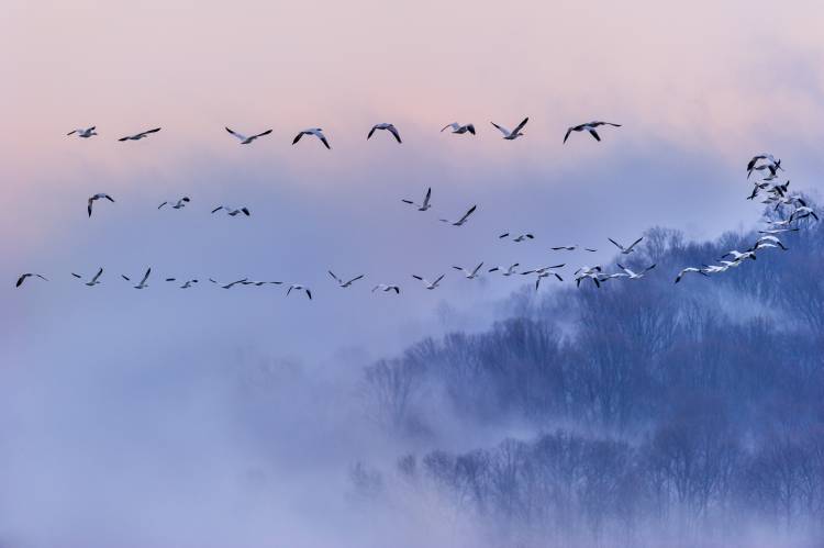 Snow Geese od Austin Li