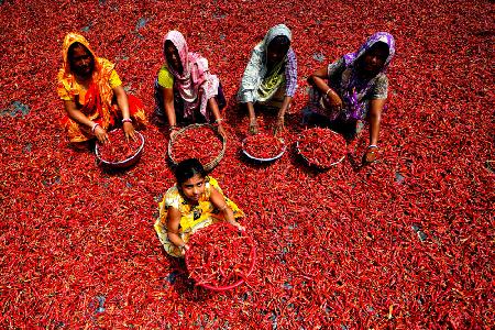 Red Chilli Workers