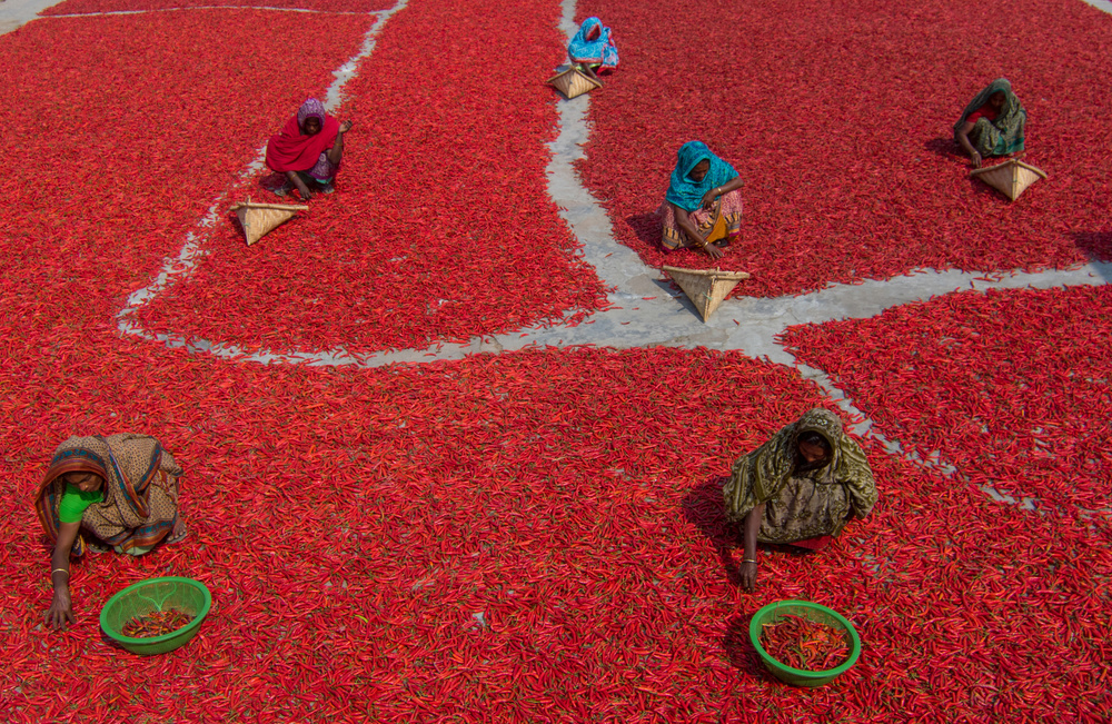 Women collecting red chilies od Azim Khan Ronnie