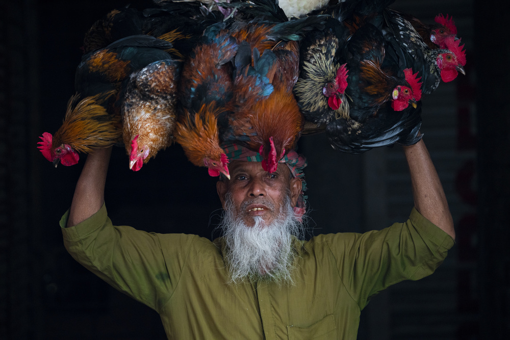 Cock seller od Azim Khan Ronnie