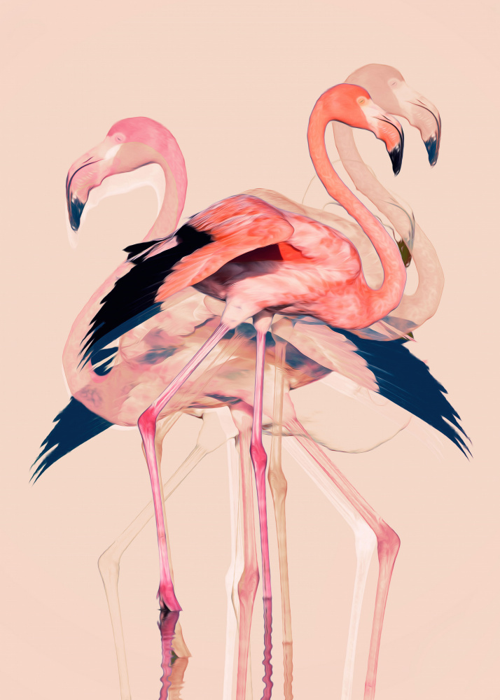 Flamingos nr. 3 od Baard Martinussen