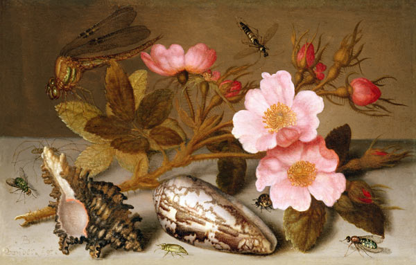 Still life depicting flowers, shells and a dragonfly (oil on copper) (for pair see 251377) od Balthasar van der Ast