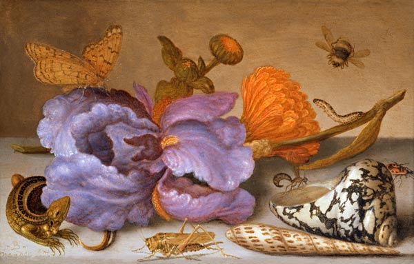 Still life depicting flowers, shells and insects (oil on copper) (for pair see 251378) od Balthasar van der Ast