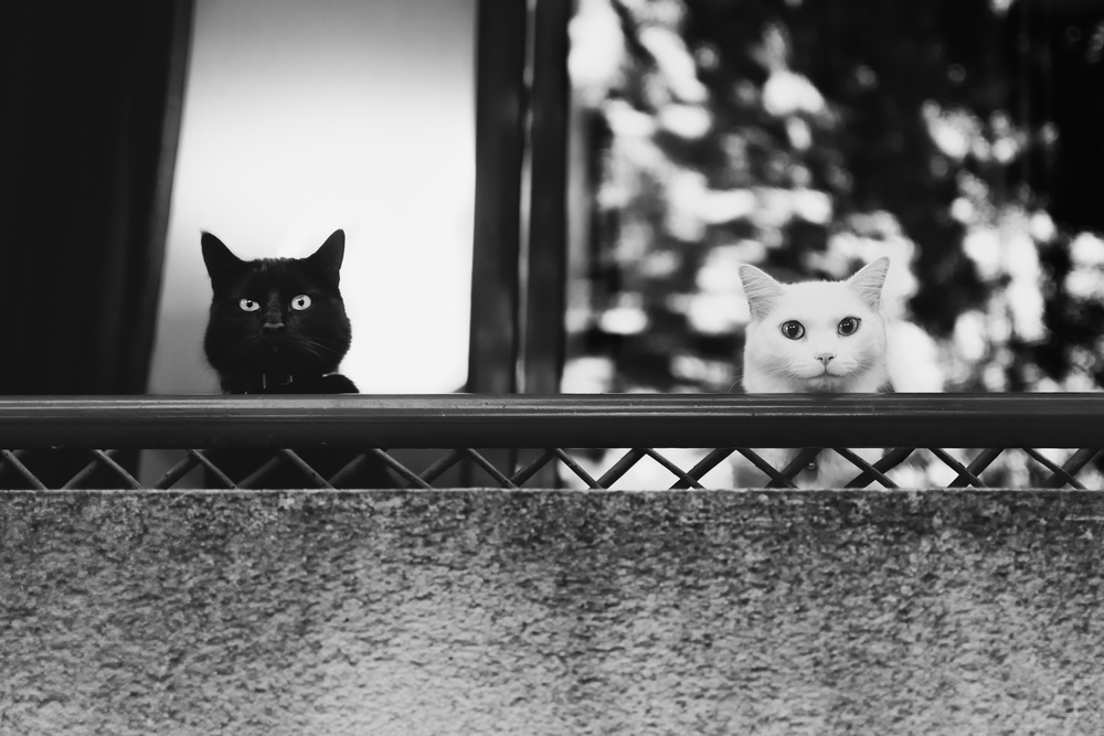 Two cats at the balcony od Baptiste RIVIERE