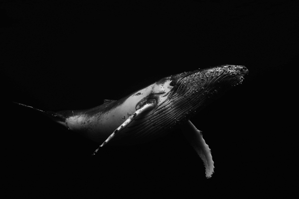 Black & Whale od Barathieu Gabriel