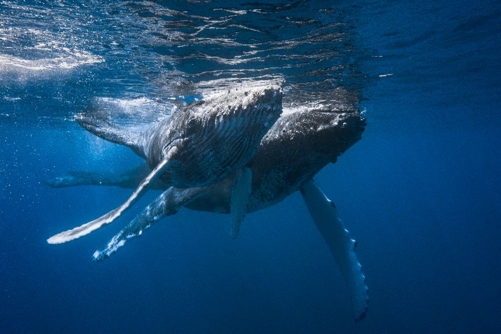 Humpback whale od Barathieu Gabriel