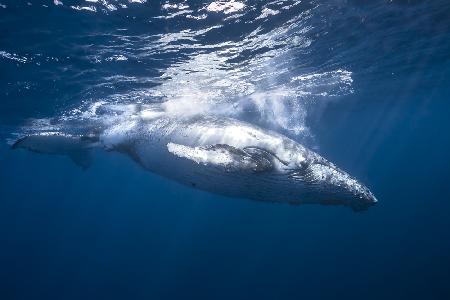 Humpback whale of Réunion Island
