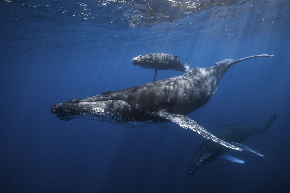 Humpback whale familys od Barathieu Gabriel