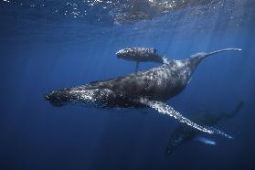 Humpback whale familys