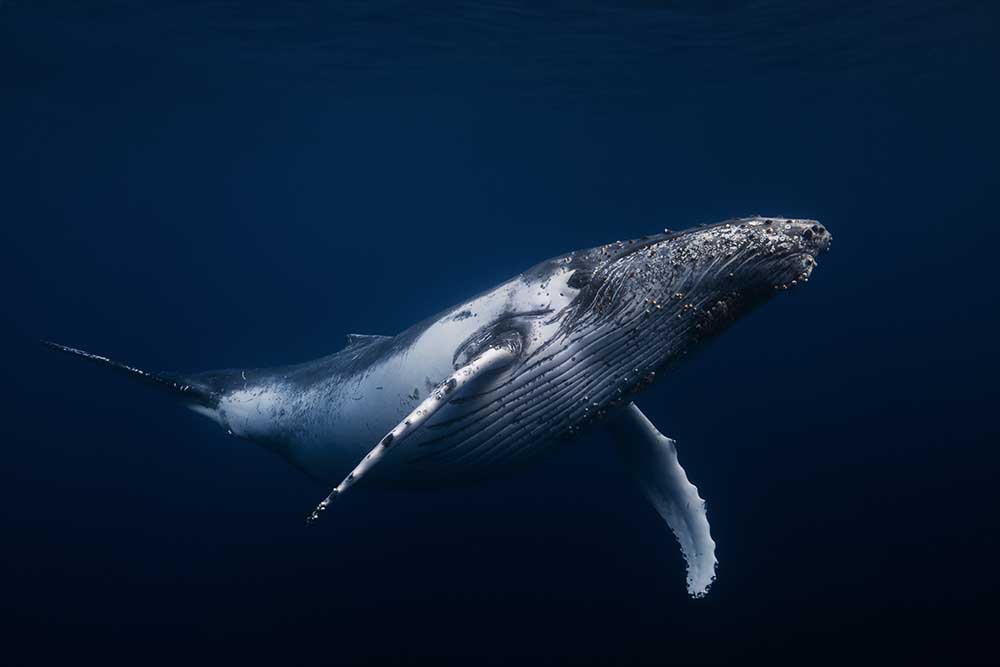 Humpback whale in blue od Barathieu Gabriel