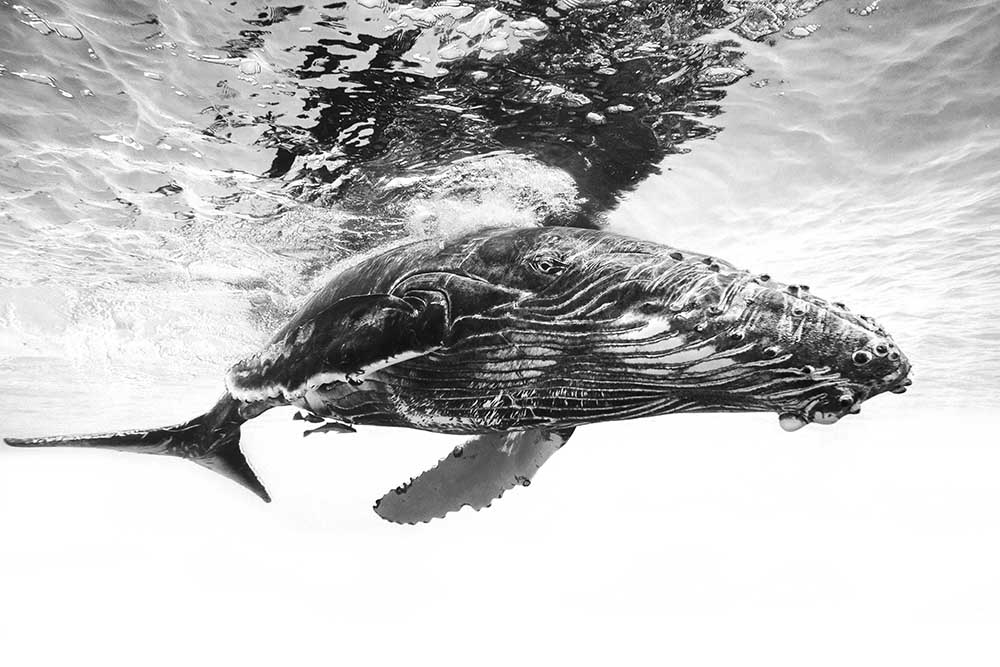 Humpback whale calf od Barathieu Gabriel