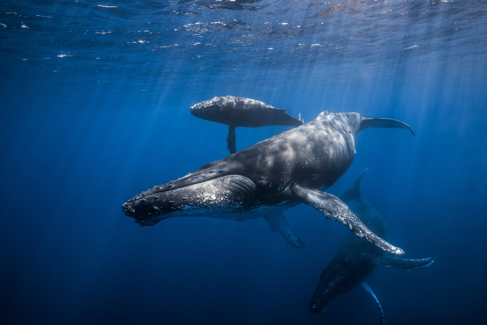 Humpback whale family od Barathieu Gabriel