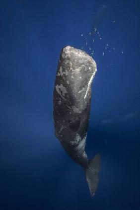 Candle sperm whale