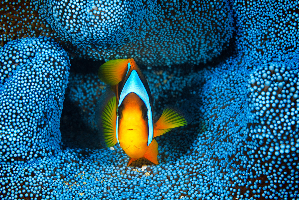 Clownfish in blue anémon od Barathieu Gabriel