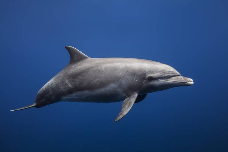 Dolphin od Barathieu Gabriel