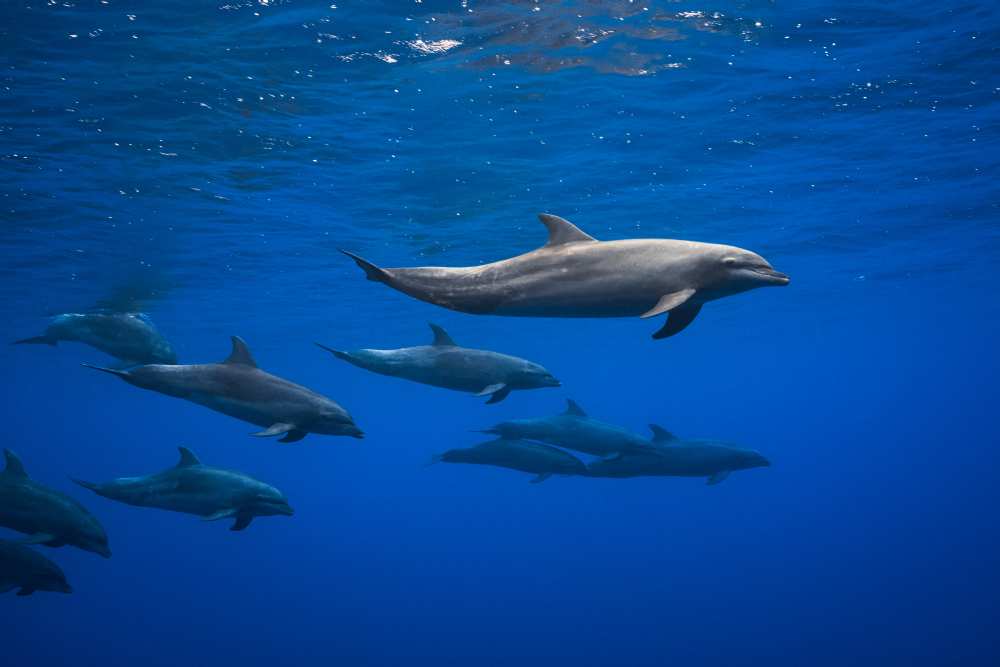 Dolphins od Barathieu Gabriel