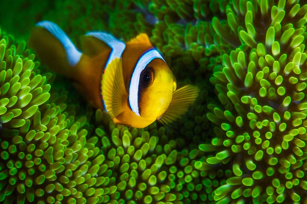 Yellow clownfish on green anemon od Barathieu Gabriel