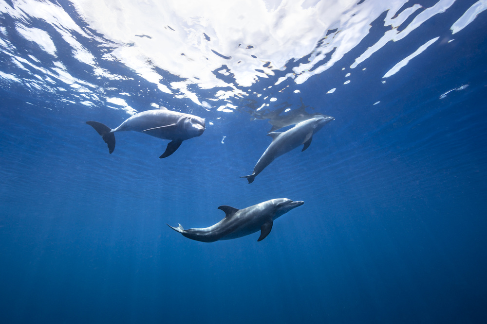 Bottlenose dolphin from Indian océan od Barathieu Gabriel