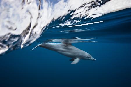 Bottlenose dolphin / Turciops Aduncus