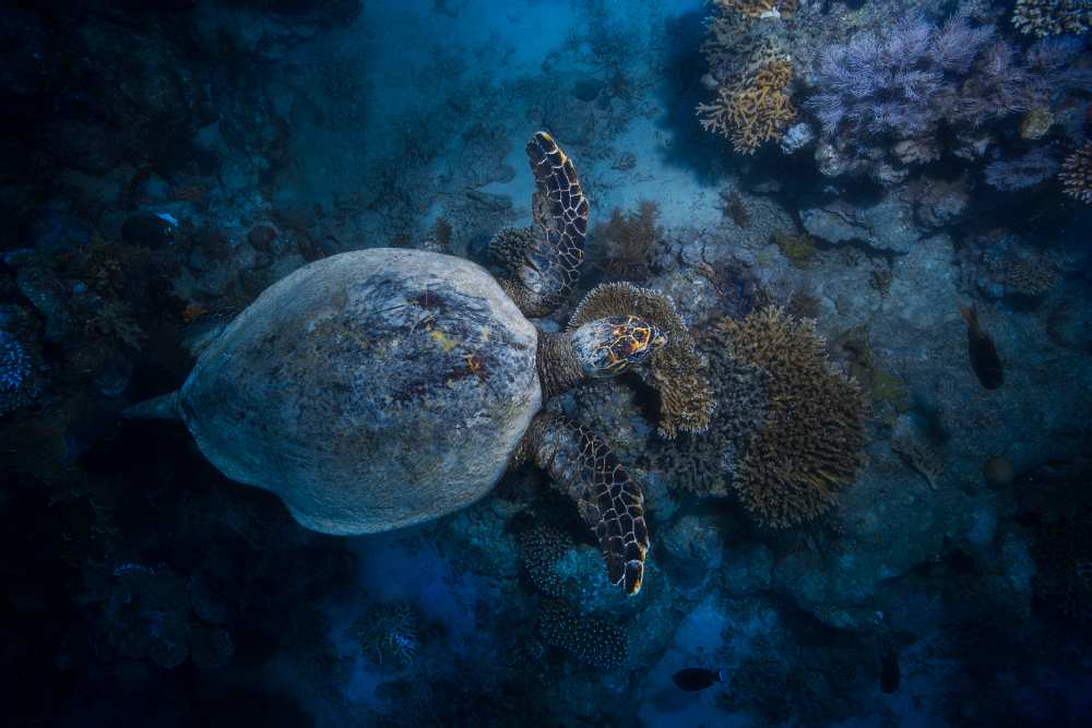Hawksbill sea turtle od Barathieu Gabriel