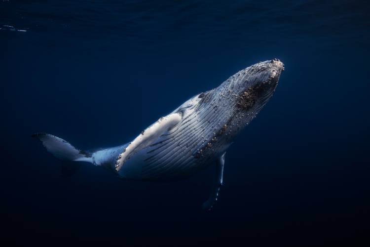 Humpback Whale od Barathieu Gabriel