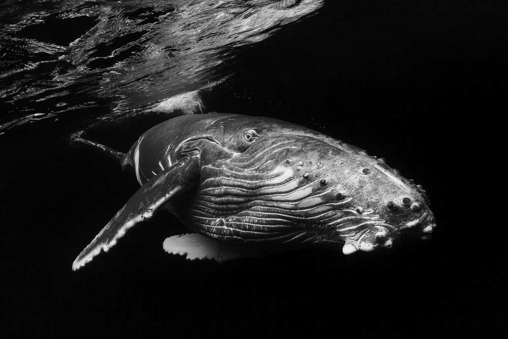 Humpback Whale calf od Barathieu Gabriel