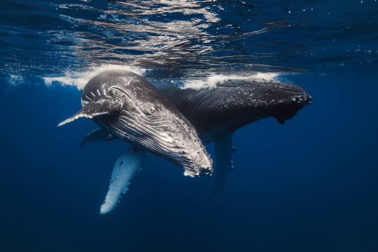 Humpback Whale family! od Barathieu Gabriel