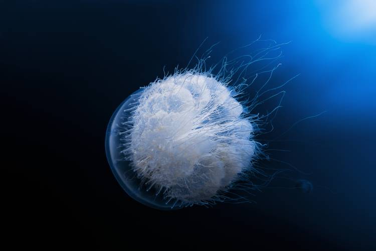 Jellyfish od Barathieu Gabriel
