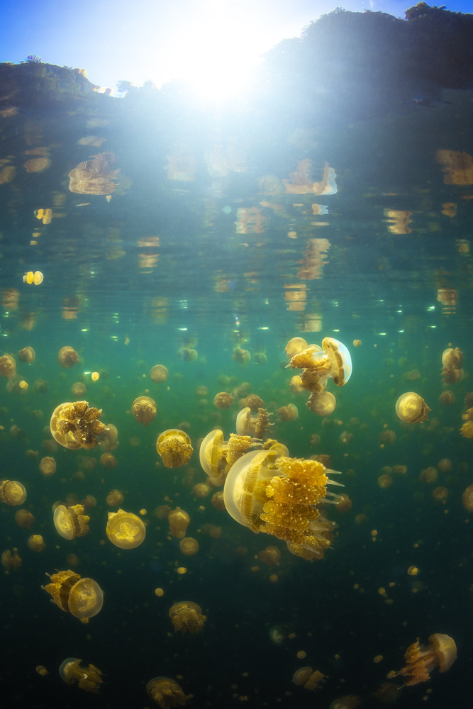Lenmakana Jellyfish od Barathieu Gabriel