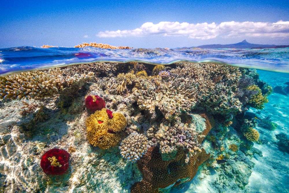 Mayotte : The Reef od Barathieu Gabriel
