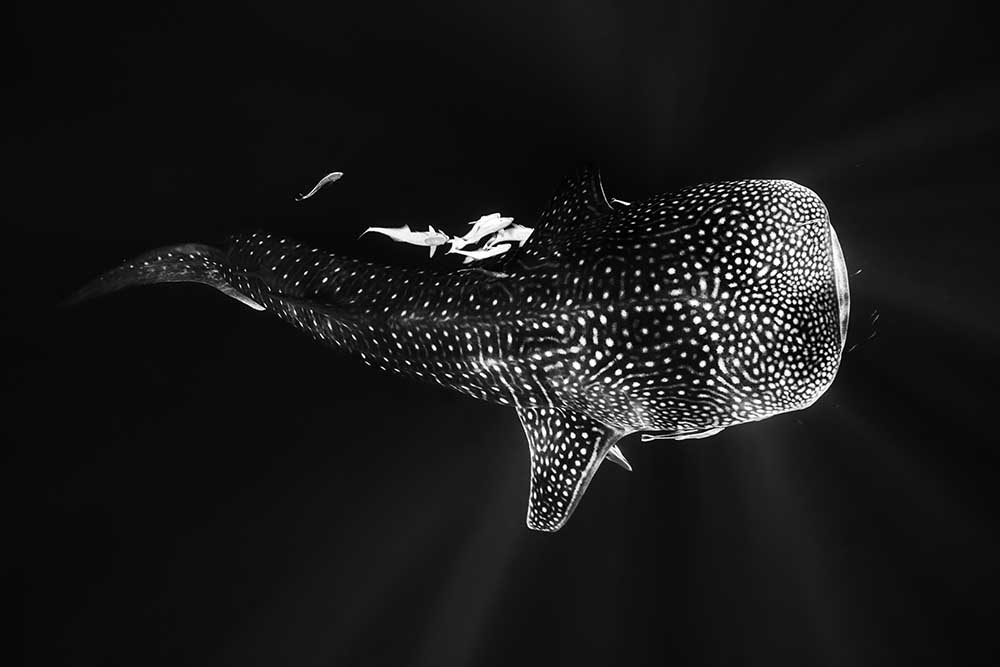 Black and Whale Shark od Barathieu Gabriel