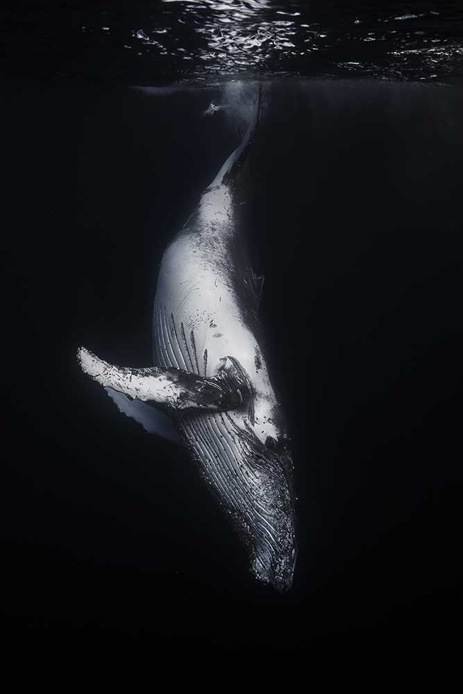 Black Whale od Barathieu Gabriel