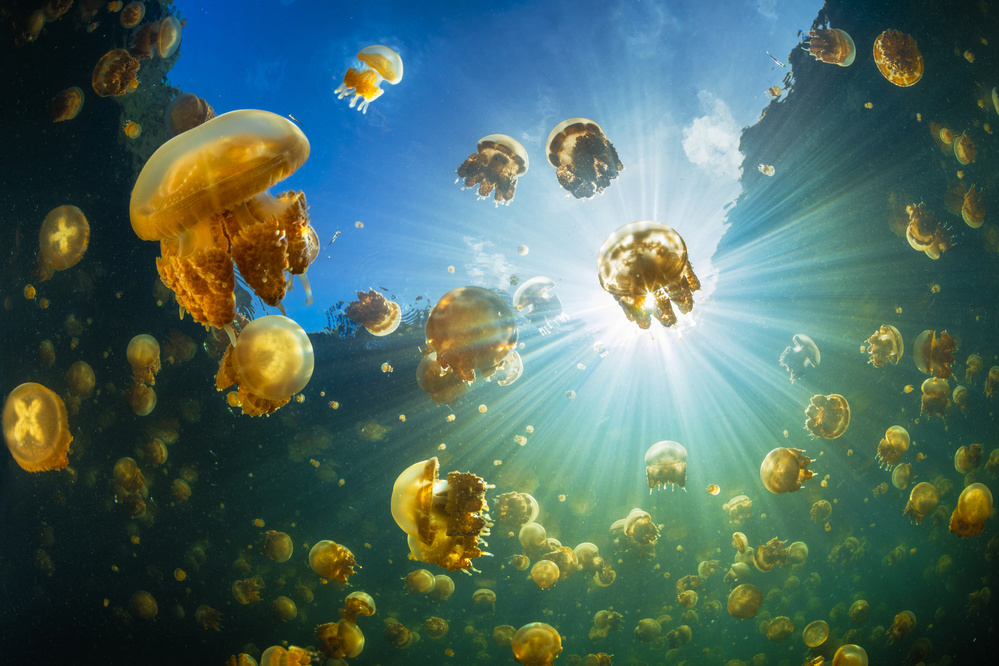 Sunlight and Jellyfish od Barathieu Gabriel