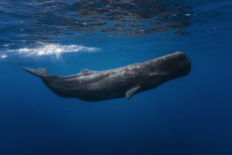 Sperm whale od Barathieu Gabriel