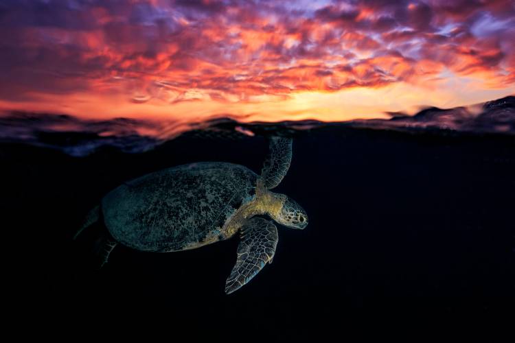 Sunset turtle od Barathieu Gabriel