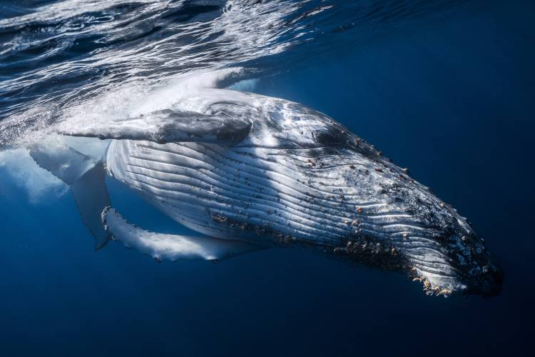 The Whale od Barathieu Gabriel