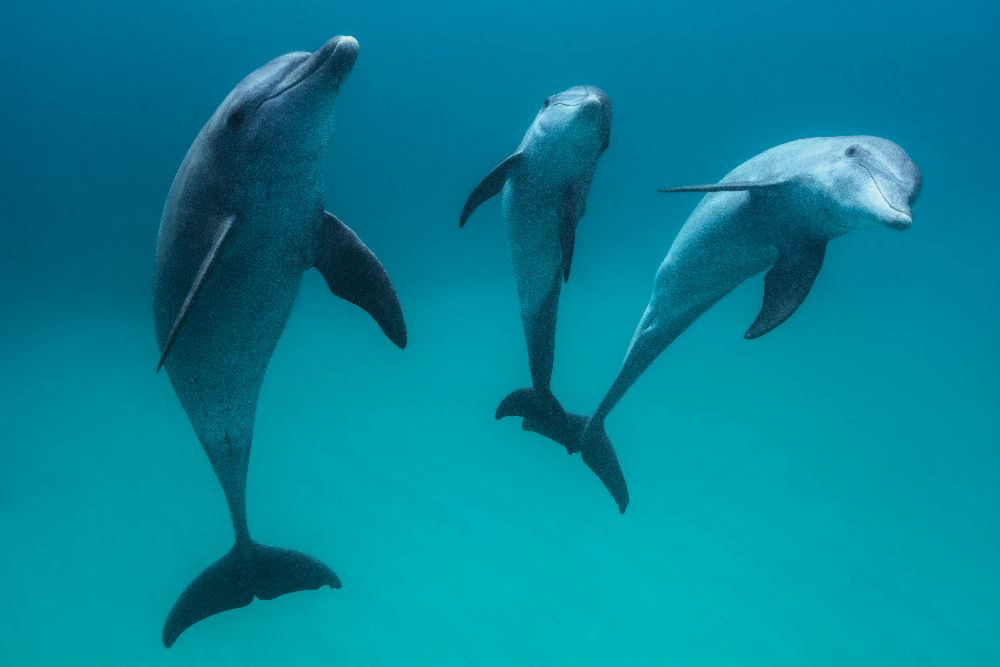 Bottlenose dolphins od Barathieu Gabriel