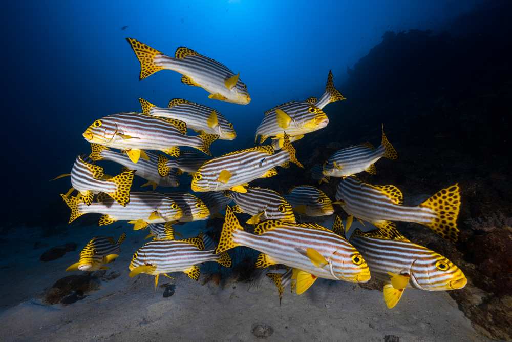 Underwater photography-Indian ocean sweetlips od Barathieu Gabriel